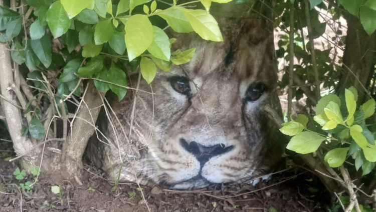 A shopping bag with a photograph of a lion was mistaken for an actual lion in Kinyana village, just a kilometre from the Mt Kenya National Park.