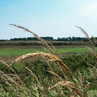 Indian Grass