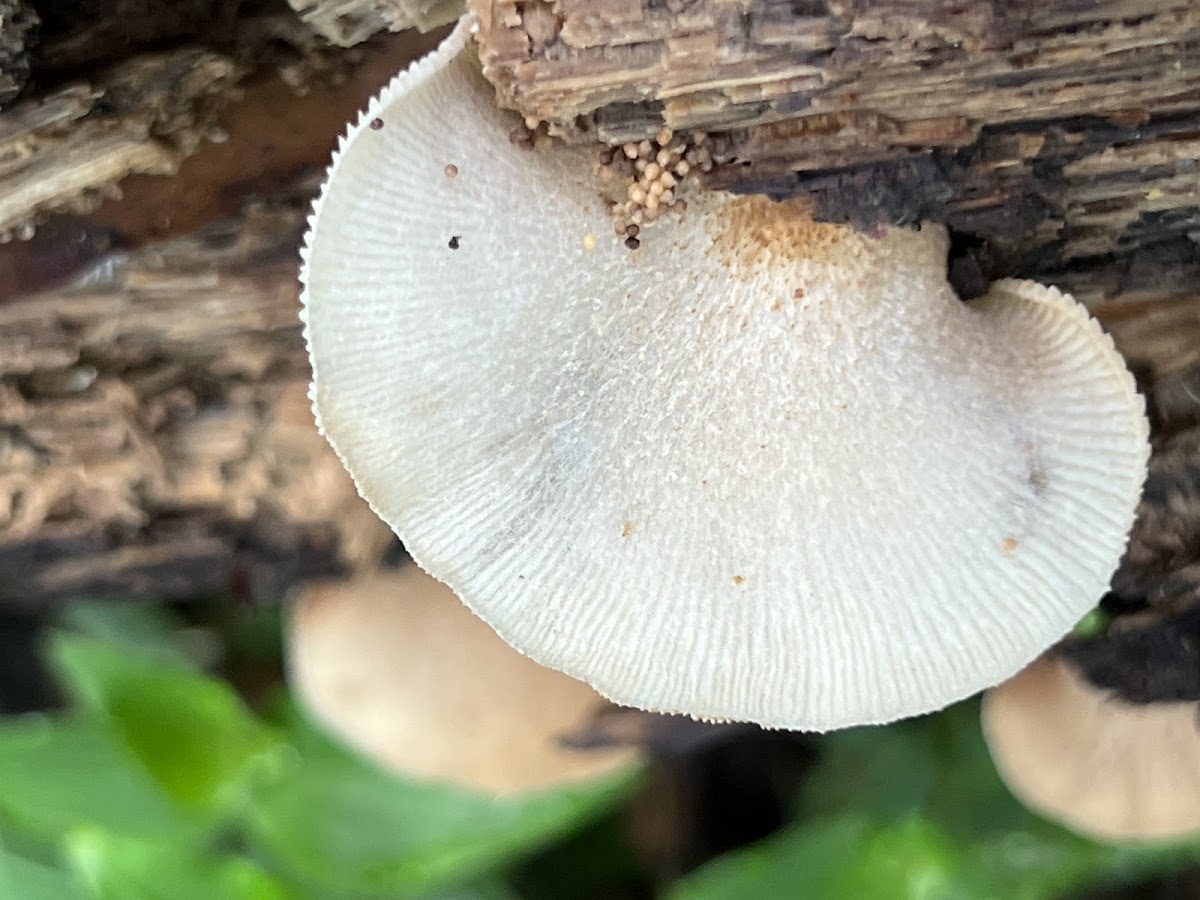 Bracket Fungi