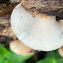 Bracket Fungi