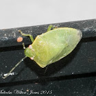 Green Shield Bug