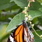 Black-veined Tiger