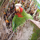 Grand Cayman Parrot