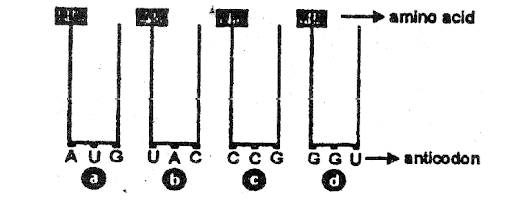 Translation: Synthesis of Proteins