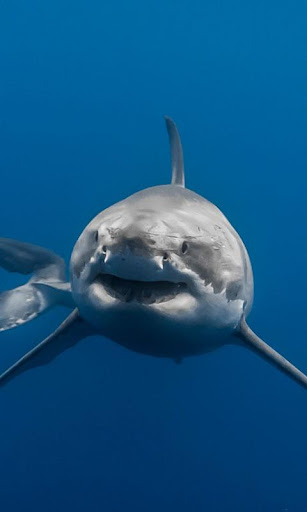 Sharks Live Wallpaper  backgrounds hd