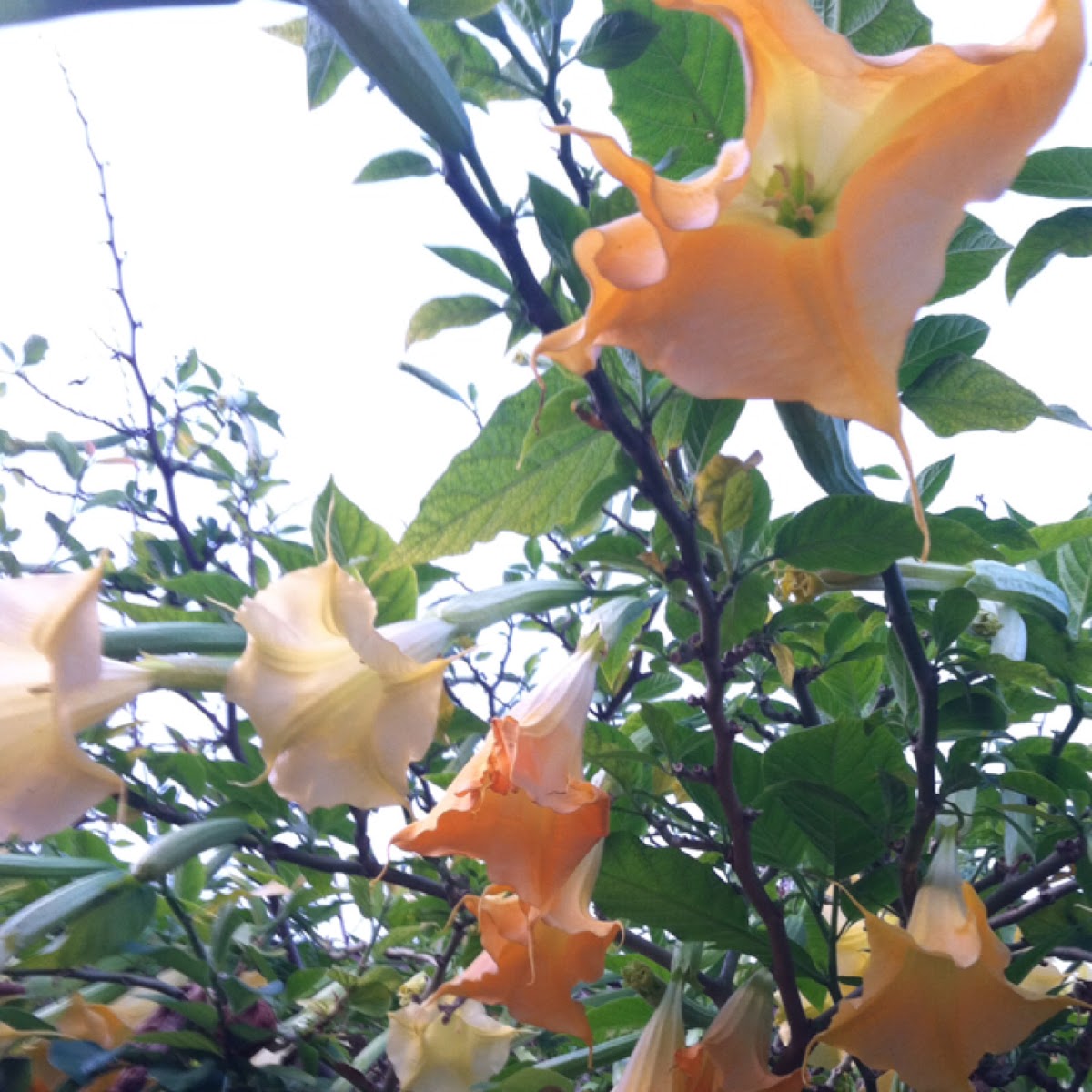 Angel's Trumpet