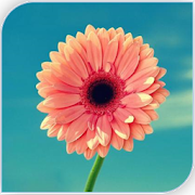 Flowers Wallpapers  Icon