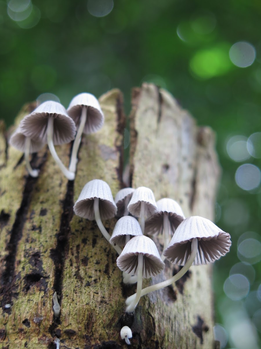 Fairy Inkcap