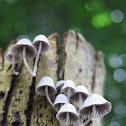 Fairy Inkcap