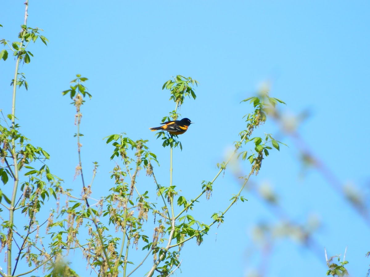 Baltimore Oriole