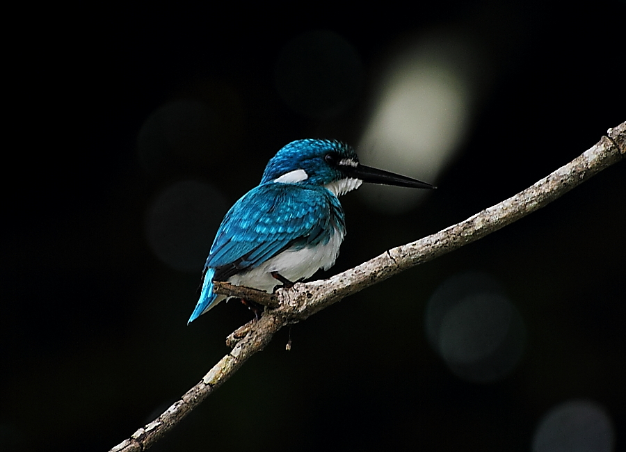 Small Blue Kingfisher