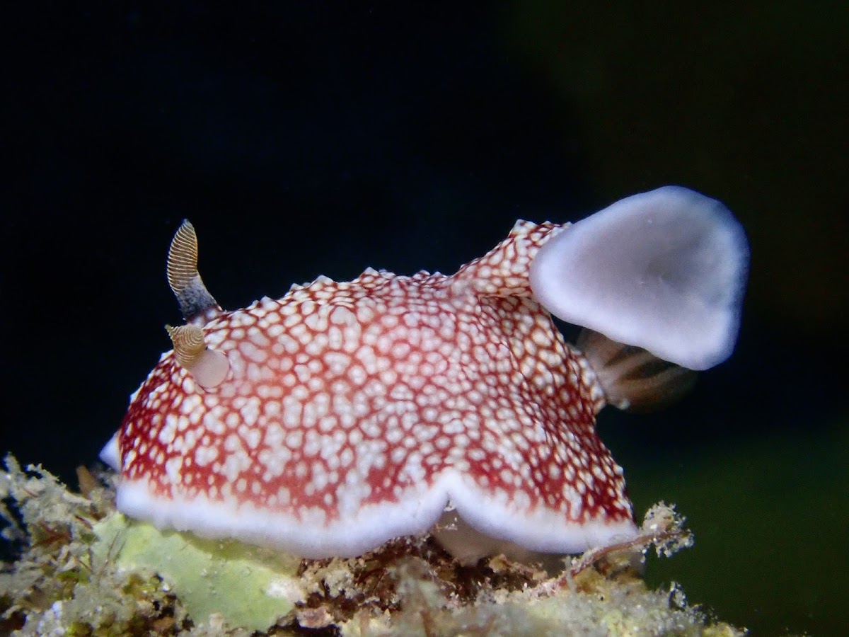 Nudibranch