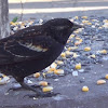 Redwing Blackbird