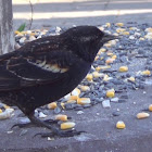 Redwing Blackbird