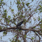 Southern black flycatcher