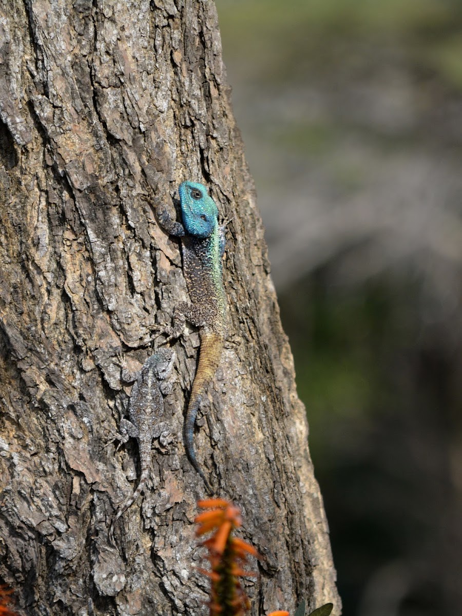 Black-necked Agama