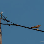 Lesser kestrel