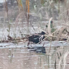 Moorhen; Polla de Agua