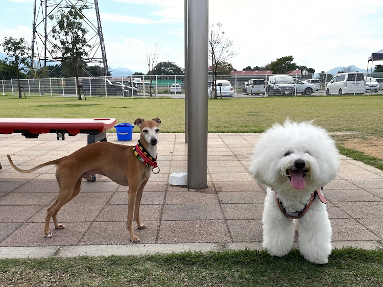 ザ・ビートル のしんや🐶ガブオート🐶さんが投稿したカスタム事例の投稿画像2枚目