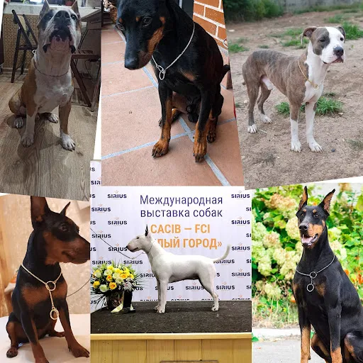 Heavy Duty Dog Choke Collar Slip Dog P Chain Snake Collar Plating Anti-Rust Dog Training Collars for Small Large Dogs Bl