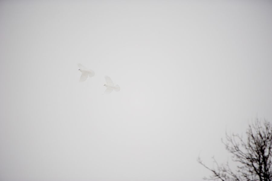 Huwelijksfotograaf Denis Krasilnikov (denkrasilov). Foto van 18 januari 2017