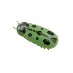 ladybug Green Black
