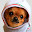 Chihuahua Dogs Wallpapers New Tab