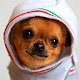 Chihuahua Dogs Wallpapers New Tab