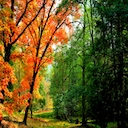 Autumn Impressions Theme