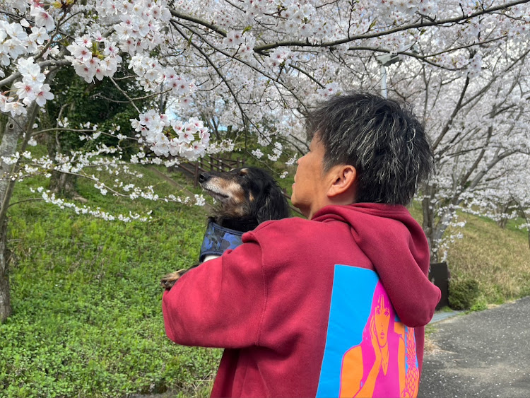クラウンマジェスタのお花見・お花見ドライブ・桜・愛犬と一緒にに関するカスタム事例の投稿画像2枚目