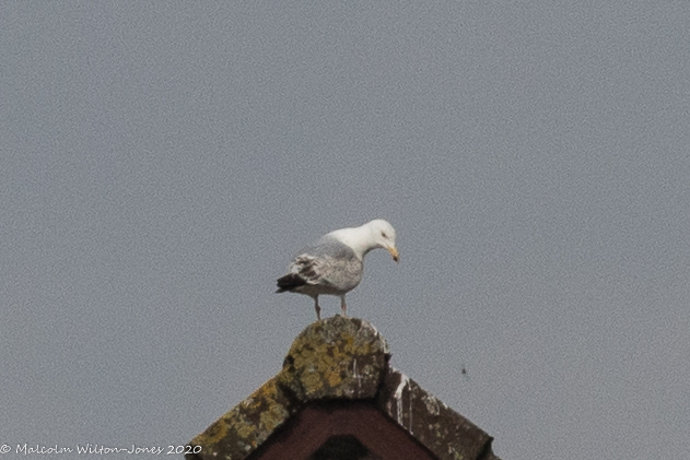 Herring Gull