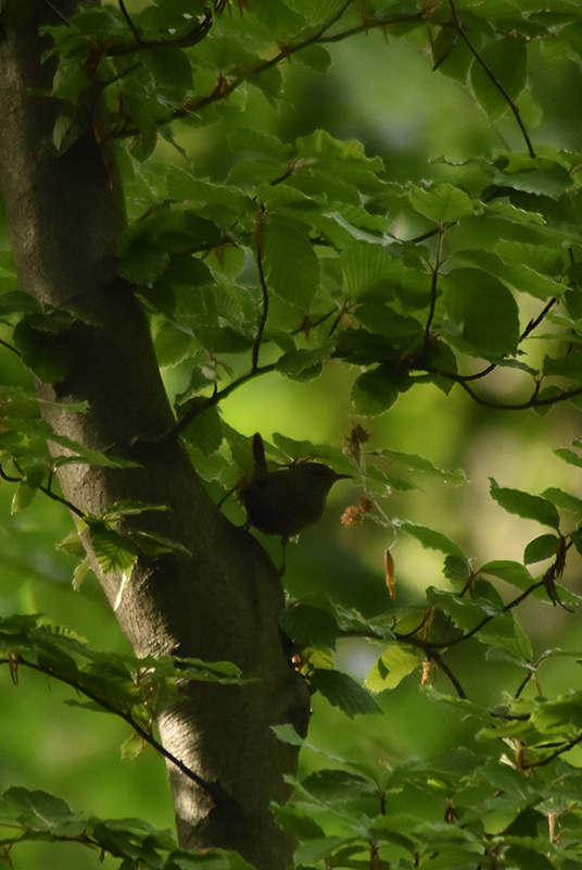 Eurasian wren