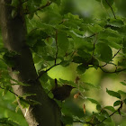 Eurasian wren