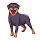 Rottweiler HD Wallpapers - Custom New Tab