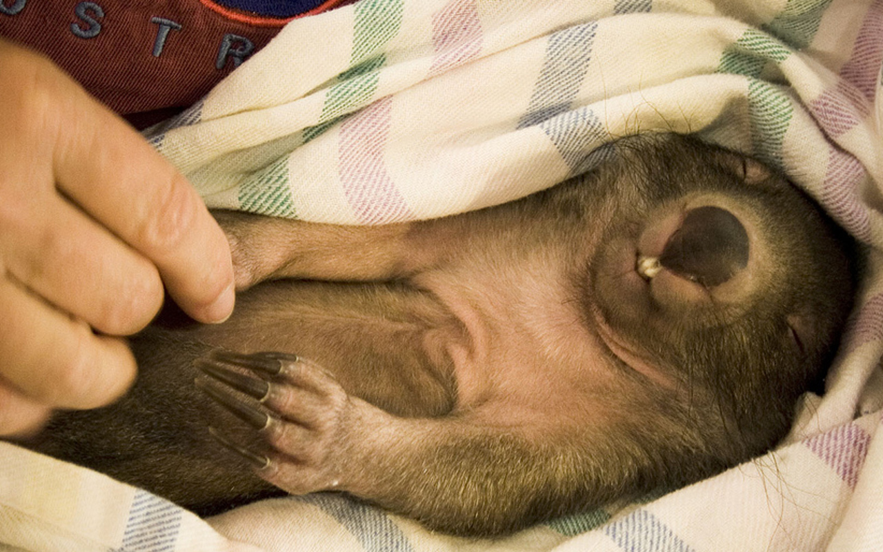 Wombat belly rub Preview image 0