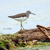 Solitary Sandpiper