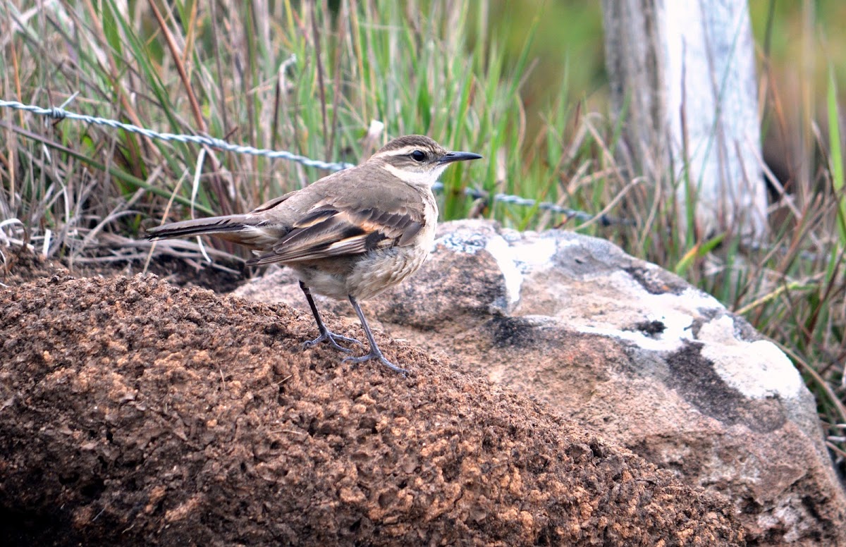 Long-tailed Cinclodes