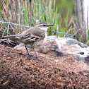 Long-tailed Cinclodes