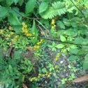 Early goldenrod