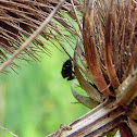 black and white jumping spider