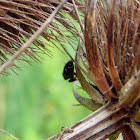 black and white jumping spider