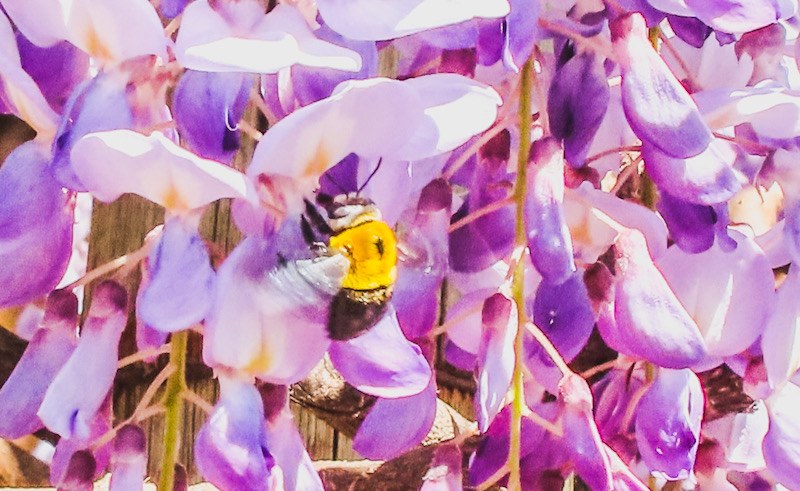 Carpenter bee