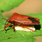 Giant Stink Bug