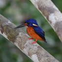 Blue-eared Kingfisher