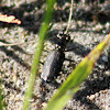 Punctured Tiger Beetle