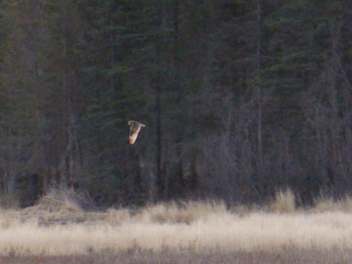 Short-eared Owl