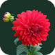 Download Flower GIF Collection-2017 For PC Windows and Mac 1.0