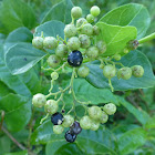 Callicarpa glabrifolia