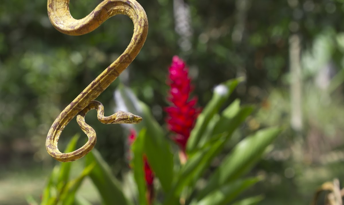 Ringed tree boa