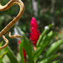 Ringed tree boa